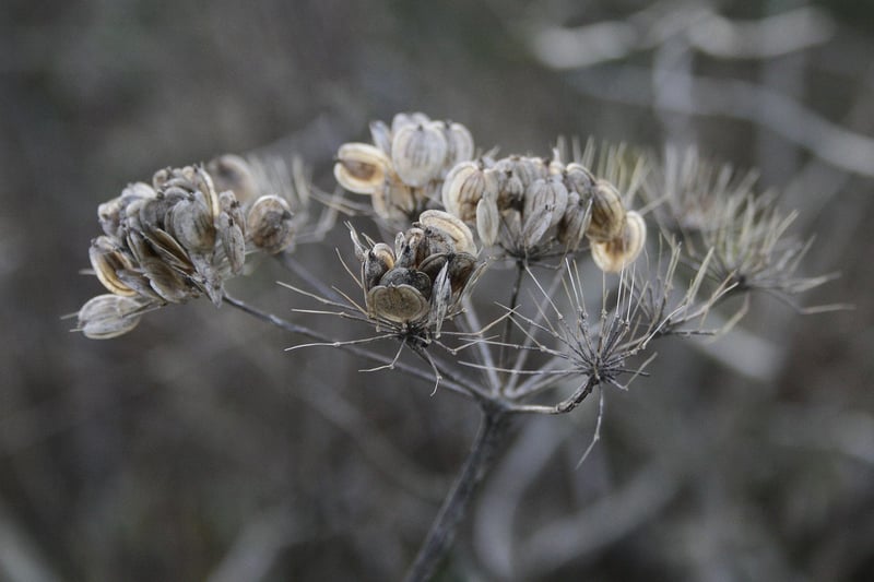 Spellbound Botany