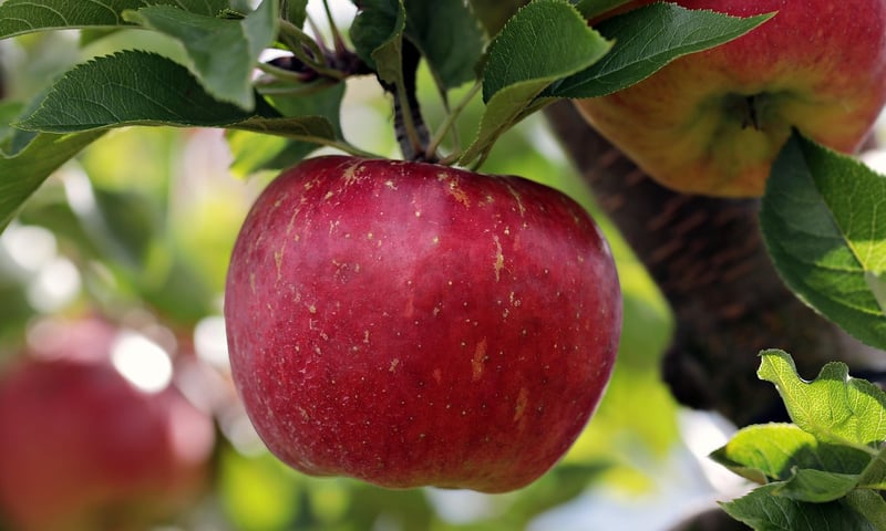 Apple Tree Orchard