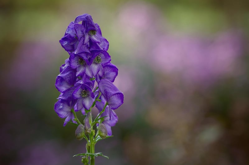 Wolfsbane